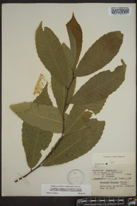 Castanea dentata image