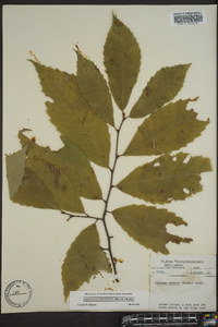 Castanea dentata image