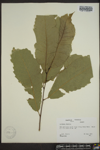 Castanea dentata image