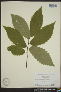 Castanea dentata image