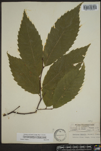 Castanea dentata image