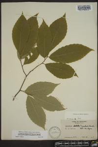 Castanea dentata image