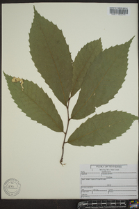 Castanea dentata image