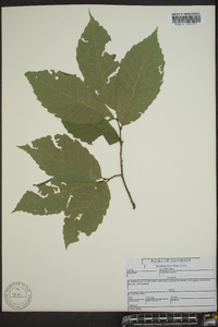 Castanea dentata image