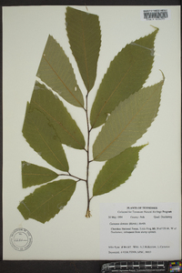 Castanea dentata image