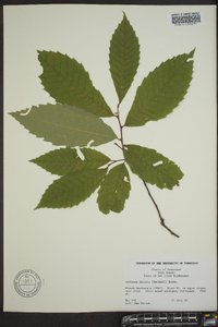 Castanea dentata image