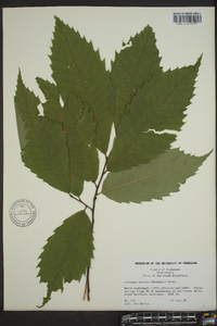 Castanea dentata image