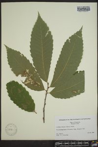 Castanea dentata image