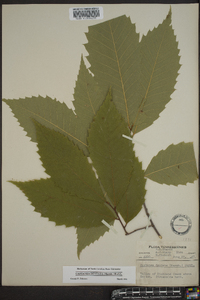 Castanea dentata image