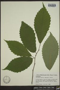 Castanea dentata image