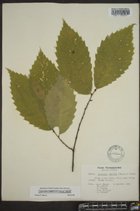 Castanea dentata image