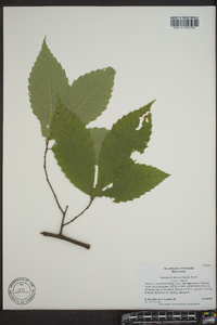 Castanea dentata image