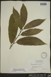 Castanea dentata image