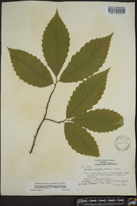 Castanea dentata image