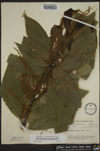 Castanea dentata image