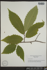 Castanea dentata image