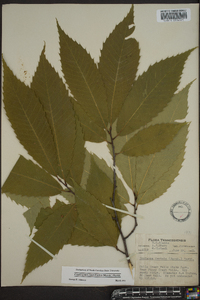 Castanea dentata image