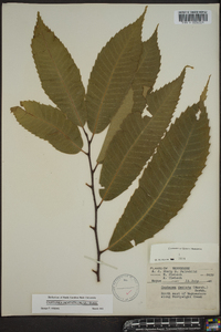 Castanea dentata image