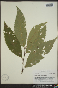 Castanea dentata image