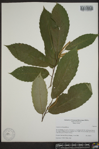 Castanea mollissima image