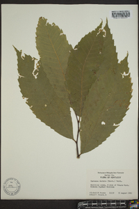 Castanea dentata image