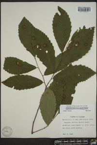 Castanea dentata image