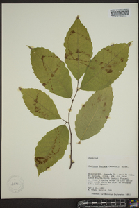 Castanea dentata image