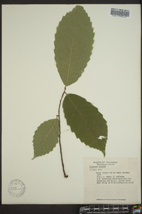 Castanea dentata image