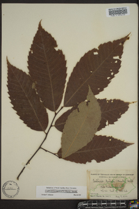 Castanea dentata image