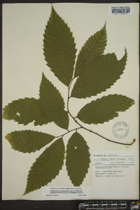 Castanea dentata image