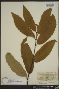 Castanea dentata image