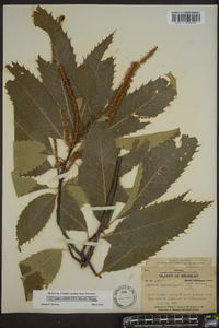 Castanea dentata image