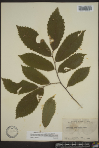 Castanea ozarkensis image