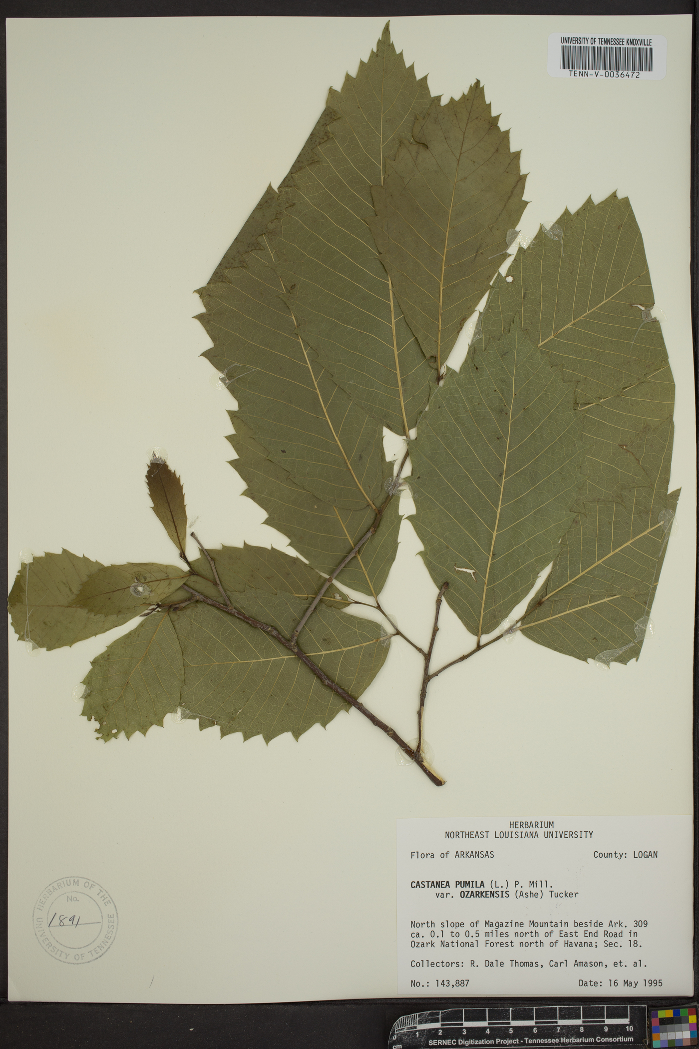 Castanea ozarkensis image