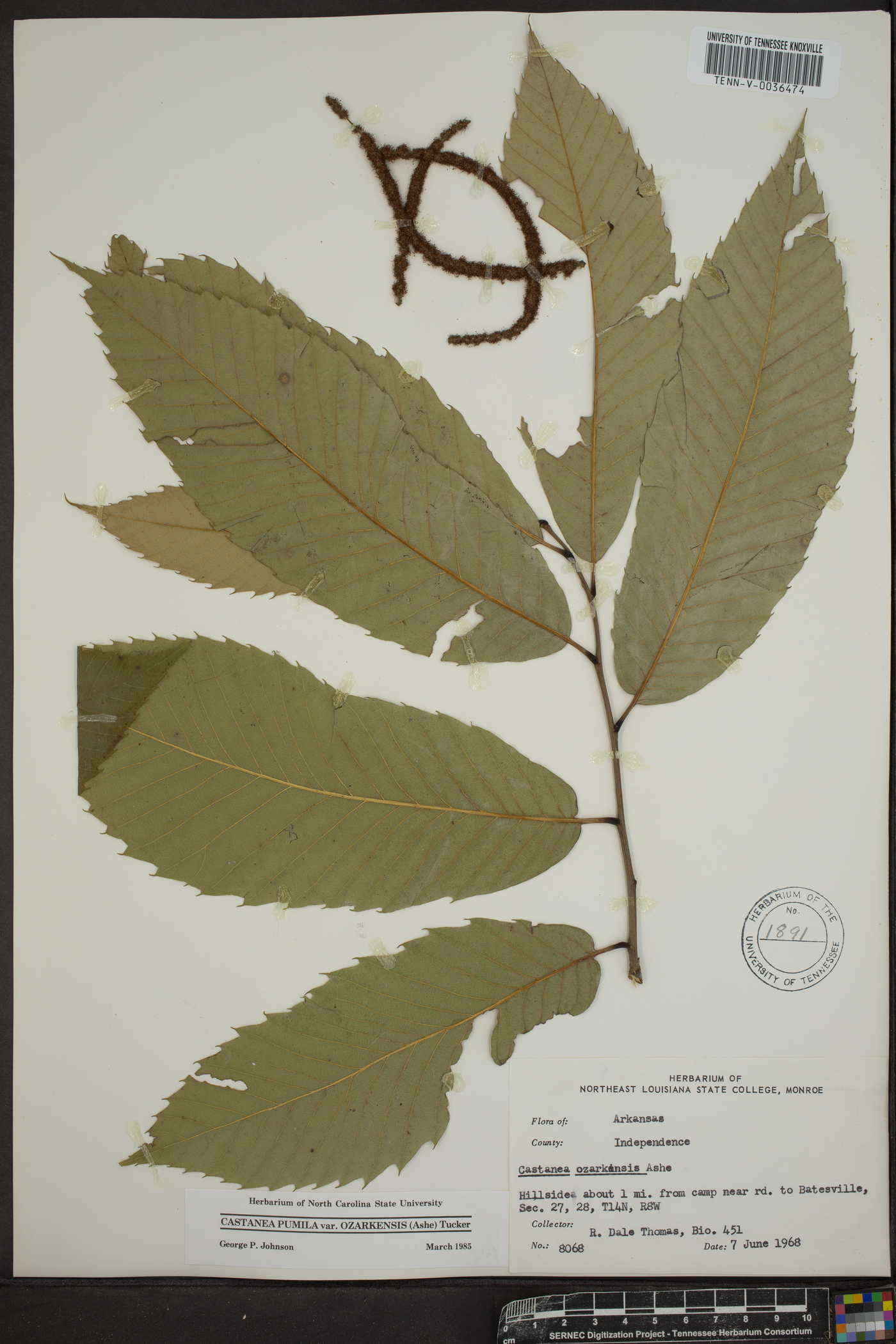 Castanea ozarkensis image