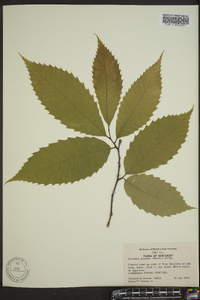 Castanea dentata image