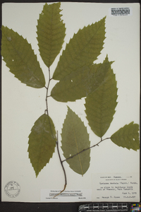 Castanea dentata image