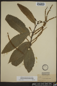 Castanea dentata image