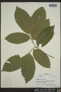 Castanea mollissima image