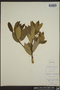 Castanopsis chrysophylla image