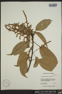 Lithocarpus hancei image