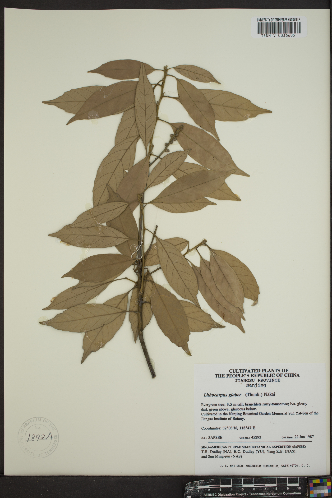Lithocarpus glaber image