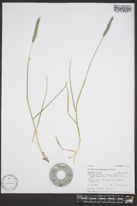 Hordeum brachyantherum image