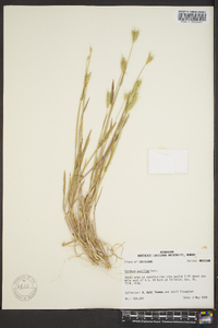 Hordeum pusillum image