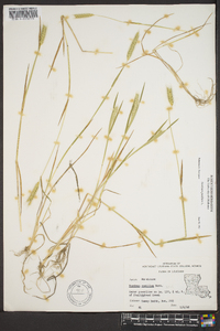 Hordeum pusillum image