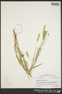 Hordeum pusillum image