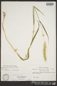 Elymus macgregorii image