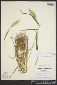 Elymus macgregorii image