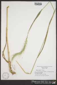 Elymus riparius image