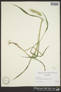 Elymus riparius image